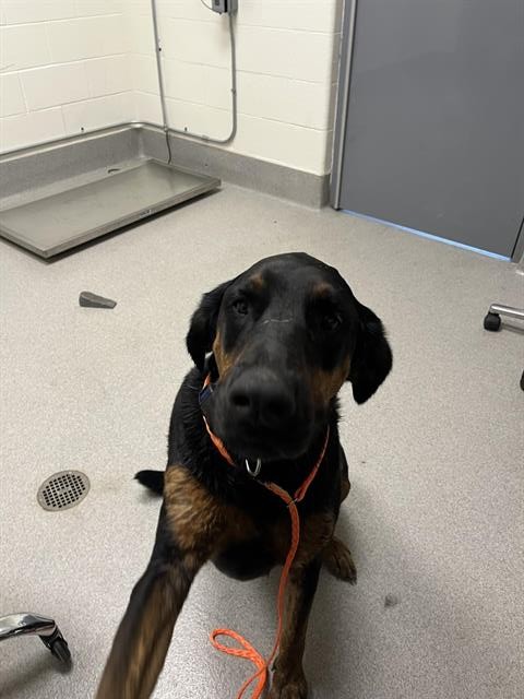 Shelter Stray Male Dog last seen COUNTRY RD, 11232 B Ave, Auburn, CA 95603, USA