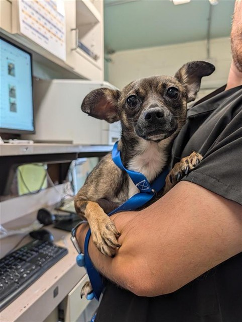 Shelter Stray Female Dog last seen PINEDALE AVE & SHADY LEAF WAY, 2127 Front St, Sacramento, CA 95818, USA