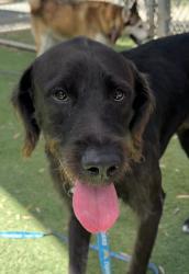 Shelter Stray Male Dog last seen , 1850 W 60th St, Los Angeles, CA 90047, USA