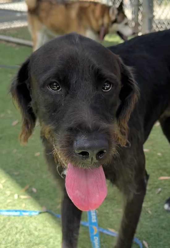 Shelter Stray Male Dog last seen , 1850 W 60th St, Los Angeles, CA 90047, USA