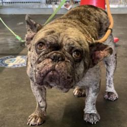 Shelter Stray Female Dog last seen , 1850 W 60th St, Los Angeles, CA 90047, USA