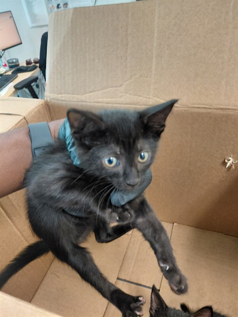 Shelter Stray Female Cat last seen Near BLOCK LINCOLN ST, HOLLYWOOD FL 33020, 2400 SW 42nd St, Fort Lauderdale, FL 33312, USA