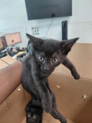 Shelter Stray Female Cat last seen Near BLOCK LINCOLN ST, HOLLYWOOD FL 33020, 2400 SW 42nd St, Fort Lauderdale, FL 33312, USA