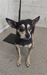 Shelter Stray Female Dog last seen SIERRA AVE X ARROW BLVD, 333 Chandler Pl, San Bernardino, CA 92408, USA