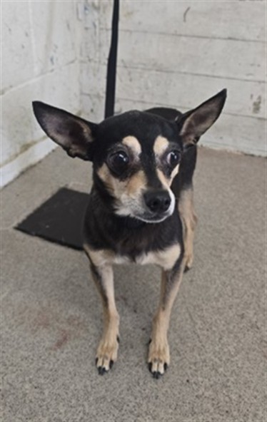 Shelter Stray Female Dog last seen SIERRA AVE X ARROW BLVD, 333 Chandler Pl, San Bernardino, CA 92408, USA