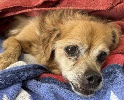 Shelter Stray Male Dog last seen Near BLOCK E. ETIWANDA AVE., 333 Chandler Pl, San Bernardino, CA 92408, USA