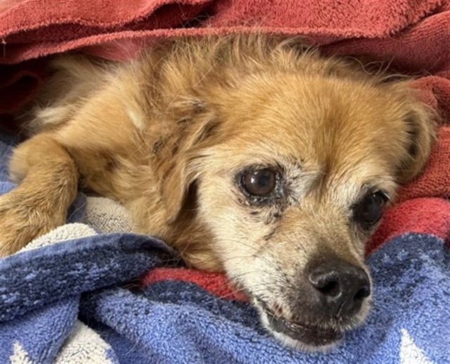 Shelter Stray Male Dog last seen Near BLOCK E. ETIWANDA AVE., 333 Chandler Pl, San Bernardino, CA 92408, USA