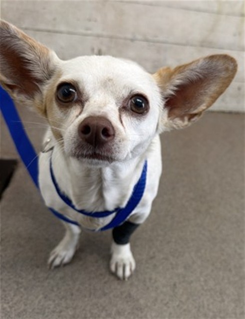 Shelter Stray Female Dog last seen MERRILL/WHEELER, 333 Chandler Pl, San Bernardino, CA 92408, USA