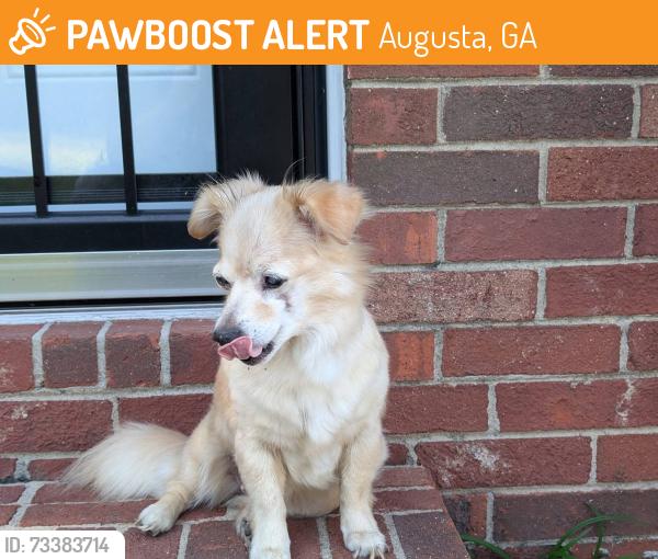 Found/Stray Female Dog last seen Tobacco rd, Augusta, GA 30815
