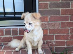 Found/Stray Female Dog last seen Tobacco rd, Augusta, GA 30815