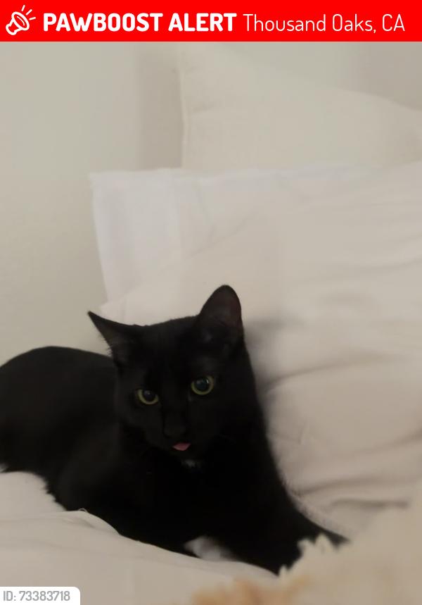 Lost Female Cat last seen Calle las trances, Thousand Oaks, CA 91360