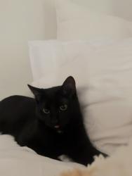 Lost Female Cat last seen Calle las trances, Thousand Oaks, CA 91360