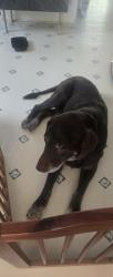 Reunited Male Dog last seen Cerritos Ave & Artesia Blvd, Long Beach, CA 90805