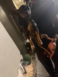 Found/Stray Male Dog last seen Near and Bloomingdale, Riverview, FL 33578