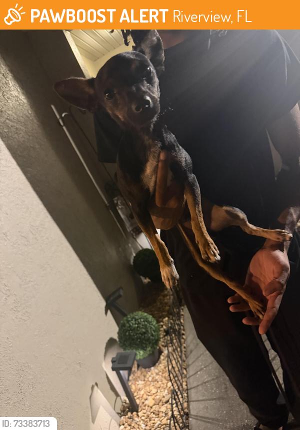 Found/Stray Male Dog last seen Near and Bloomingdale, Riverview, FL 33578