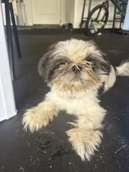 Found/Stray Female Dog last seen Winchester ridge face one, Jacksonville, FL 32234