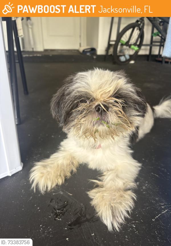 Found/Stray Female Dog last seen Winchester ridge face one, Jacksonville, FL 32234