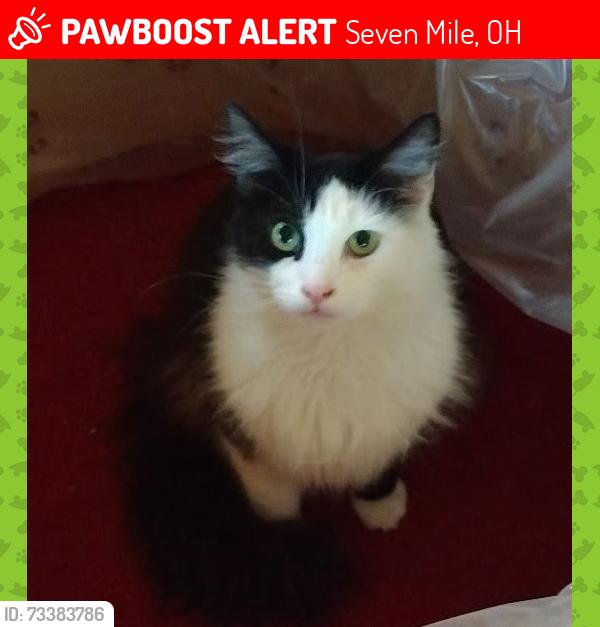 Lost Female Cat last seen East and High Street Seven Mile Ohio, Seven Mile, OH 45062