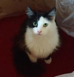 Lost Female Cat last seen East and High Street Seven Mile Ohio, Seven Mile, OH 45062