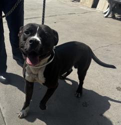 Found/Stray Male Dog last seen Near Hawthorne Blvd, Hawthorne, CA 90250