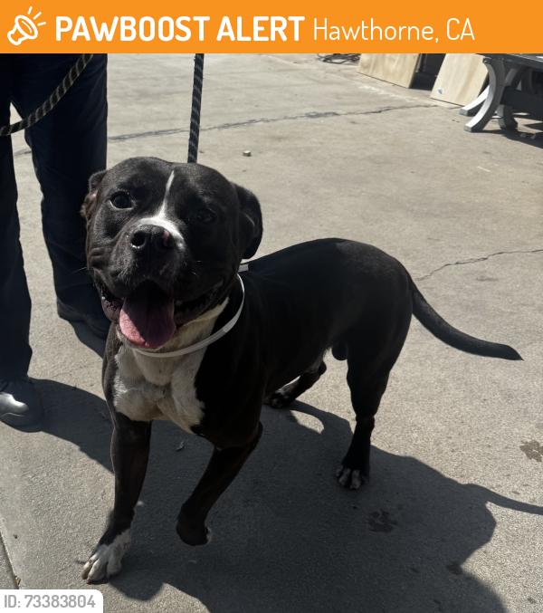 Found/Stray Male Dog last seen Near Hawthorne Blvd, Hawthorne, CA 90250