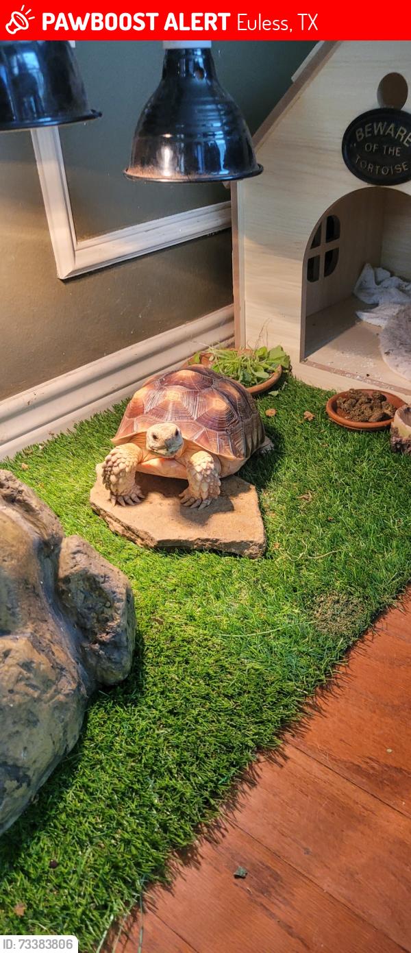 Lost Male Reptile last seen Bay and vista mar, Euless, TX 76040