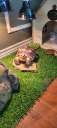 Lost Male Reptile last seen Bay and vista mar, Euless, TX 76040