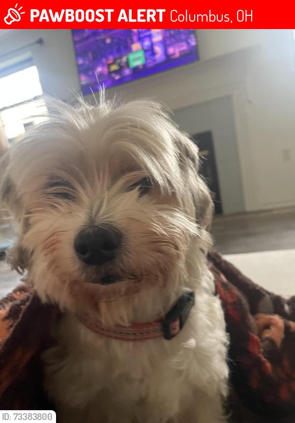 Lost Male Dog last seen abor rose way waggoner road and bricktone rd, Columbus, OH 43004
