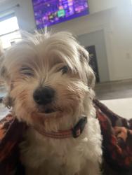 Lost Male Dog last seen abor rose way waggoner road and bricktone rd, Columbus, OH 43004