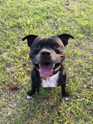 Reunited Male Dog last seen Near Little Refuge Rd, Waleska, GA 30183, USA, Waleska, GA 30183