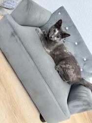 Lost Female Cat last seen Magnolia Springs Neighborhood, Montgomery, TX 77316