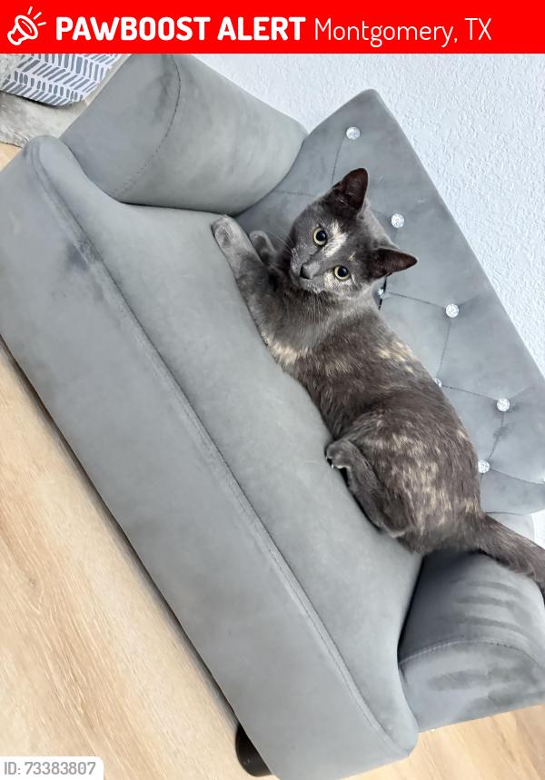 Lost Female Cat last seen Magnolia Springs Neighborhood, Montgomery, TX 77316