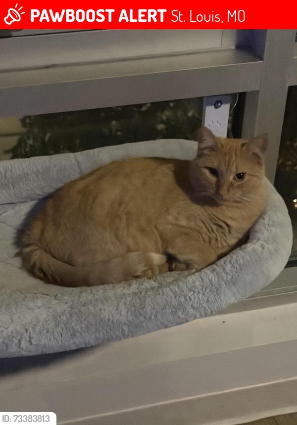 Lost Female Cat last seen In the forest on the corner of government and wells, St. Louis, MO 63110