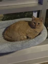 Lost Female Cat last seen In the forest on the corner of government and wells, St. Louis, MO 63110
