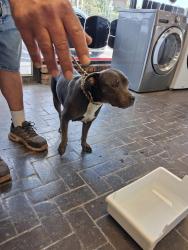 Found/Stray Female Dog last seen 31st St. S. and K-15, Wichita, KS 67216