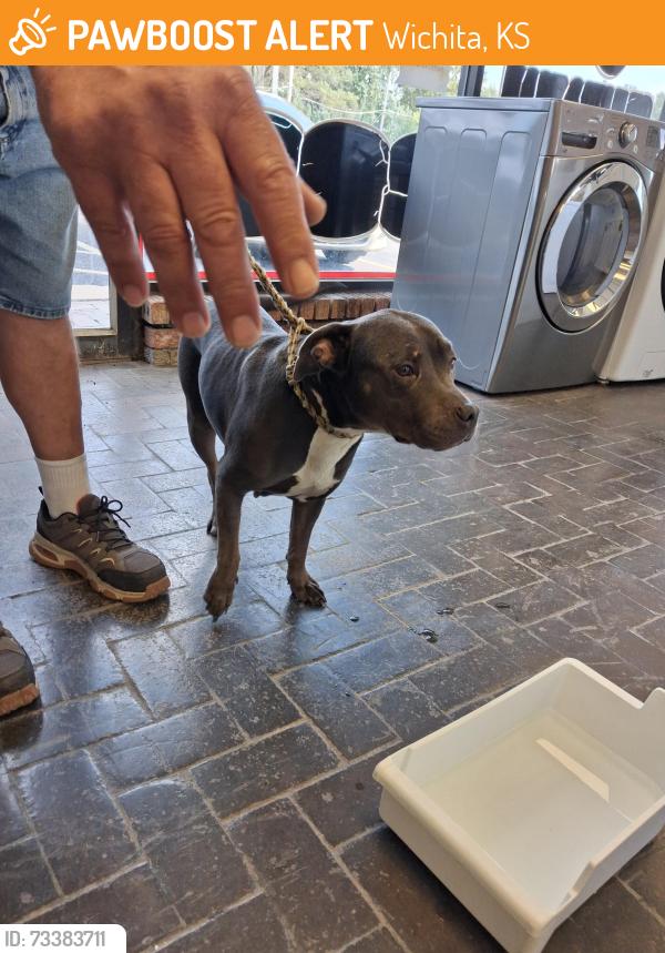Found/Stray Female Dog last seen 31st St. S. and K-15, Wichita, KS 67216