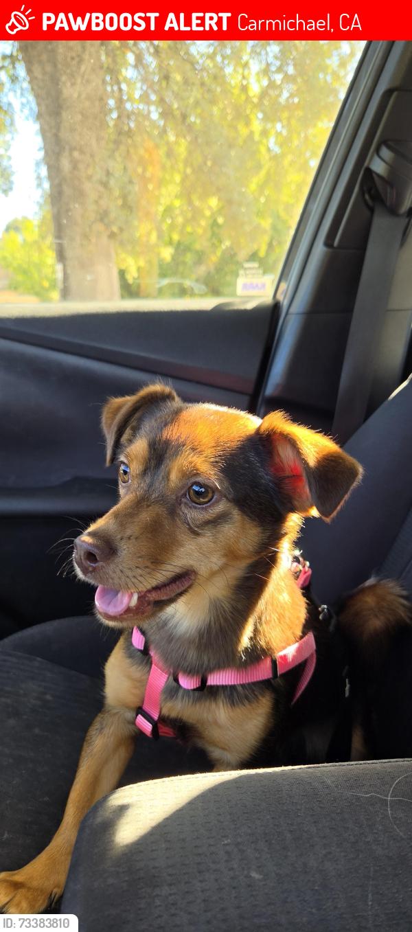 Lost Female Dog last seen Whitney Ave at Mission, Carmichael, CA 95608