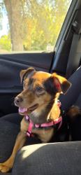 Lost Female Dog last seen Whitney Ave at Mission, Carmichael, CA 95608