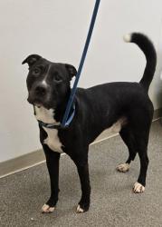 Shelter Stray Male Dog last seen Near Columbus Dr, Hanover Twp, OH, 1820 Princeton Rd, Hamilton, OH 45011, USA