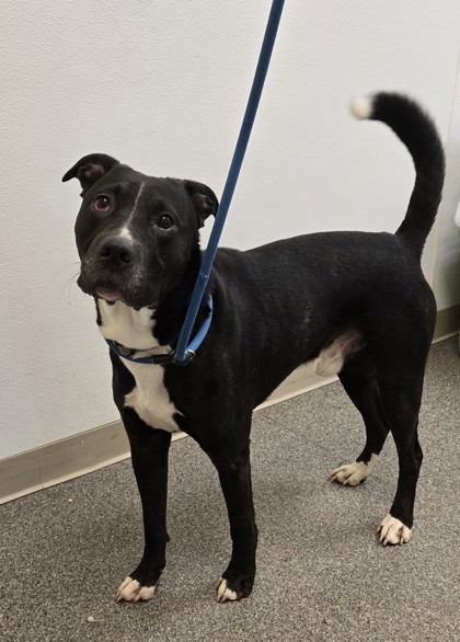 Shelter Stray Male Dog last seen Near Columbus Dr, Hanover Twp, OH, 1820 Princeton Rd, Hamilton, OH 45011, USA