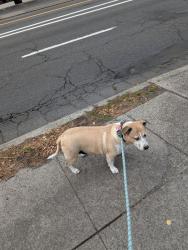 Lost Male Dog last seen 32nd and NE Broadway, Portland, OR 97232