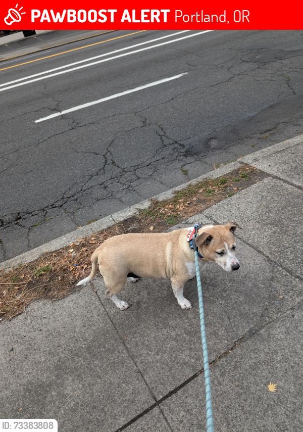 Lost Male Dog last seen 32nd and NE Broadway, Portland, OR 97232