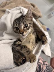 Shelter Stray Female Cat last seen Near Frederick Ave., 21229, MD, 2490 Giles Rd, Baltimore, MD 21225, USA