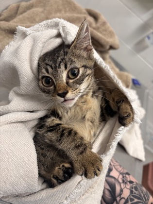Shelter Stray Female Cat last seen Near Frederick Ave., 21229, MD, 2490 Giles Rd, Baltimore, MD 21225, USA