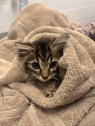 Shelter Stray Male Cat last seen Near Frederick Ave., 21229, MD, 2490 Giles Rd, Baltimore, MD 21225, USA