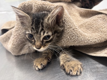 Shelter Stray Male Cat last seen Near Frederick Ave., 21229, MD, 2490 Giles Rd, Baltimore, MD 21225, USA