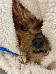 Shelter Stray Male Dog last seen Alexandria, VA, 22306, Furman Ln & S Kings Hwy, Fairfax County, VA, 4500 West Ox Rd, Fairfax, VA 22030, USA