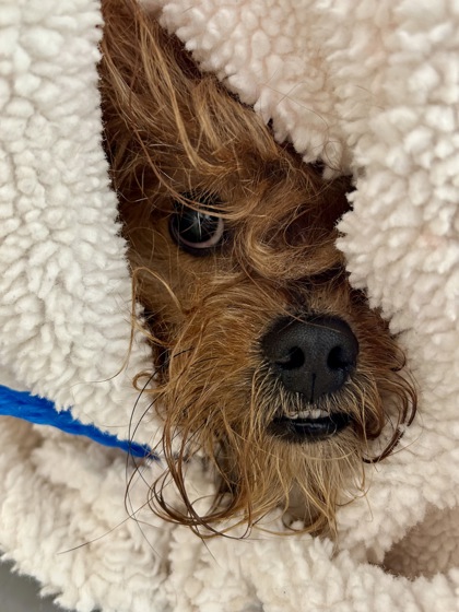 Shelter Stray Male Dog last seen Alexandria, VA, 22306, Furman Ln & S Kings Hwy, Fairfax County, VA, 4500 West Ox Rd, Fairfax, VA 22030, USA