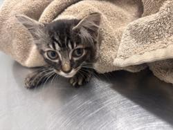 Shelter Stray Male Cat last seen Near Frederick Ave., 21229, MD, 2490 Giles Rd, Baltimore, MD 21225, USA
