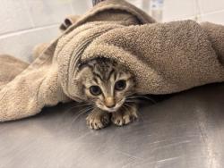 Shelter Stray Female Cat last seen Near Frederick Ave., 21229, MD, 2490 Giles Rd, Baltimore, MD 21225, USA